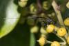296335 – Photo : Bernard Saquet – France (12)