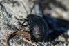 296622 – Photo : Bernard Saquet – France (12)