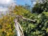 Sympetrum striolatum