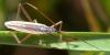 296333 – Photo : Christian Berquer – France (05)