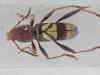 296629 – Photo : Stéphane Lebrun – Guyane française