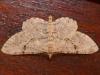 Peribatodes rhomboidaria