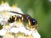 296736 – Photo : Catherine Reymonet-Smitten – France (19)