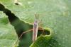 296984 – Photo : Catherine Reymonet-Smitten – France (19)