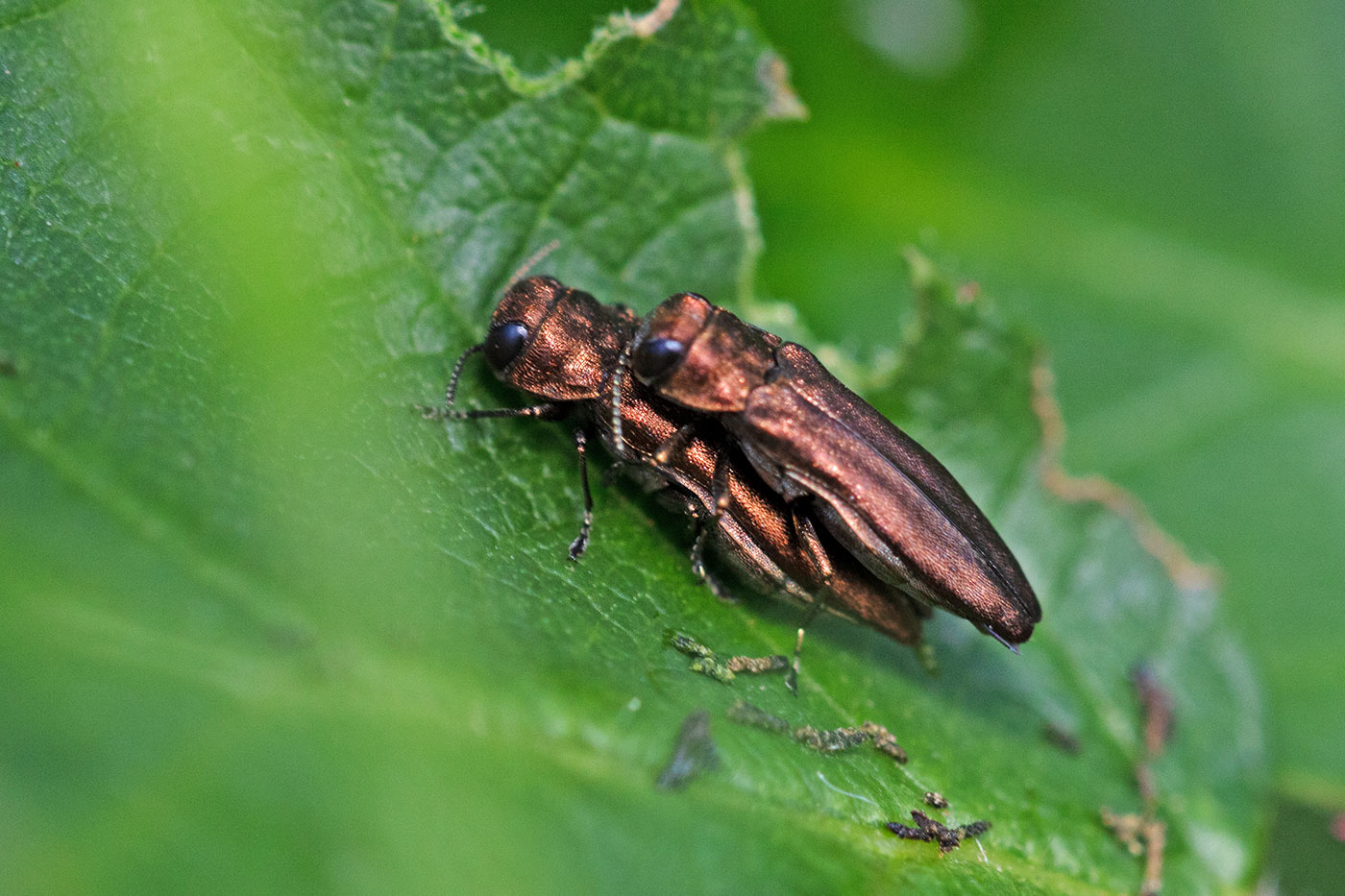 Pierre Duhem - Agrilus sp. - réf. 296076 (1400 x 933 pixels, 218 ko)