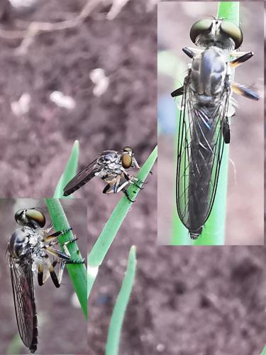 Asilinae