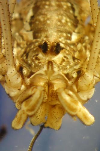 Dasylobus graniferus