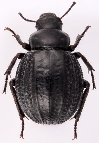 Réf. 297 315 : Pimelia rugosa