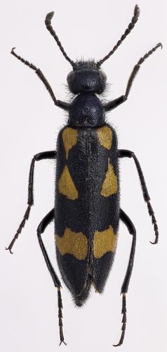 Mylabris tricincta