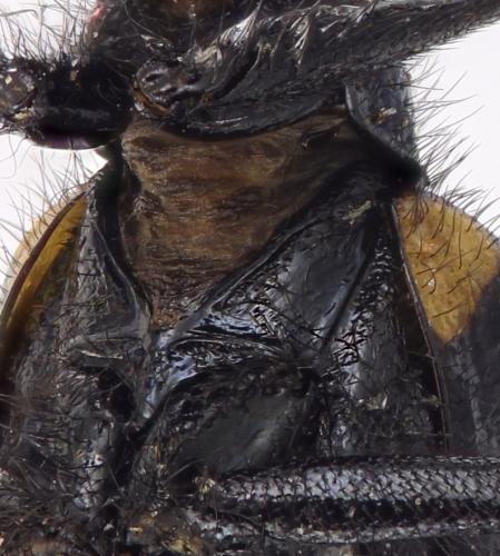 Mylabris tricincta