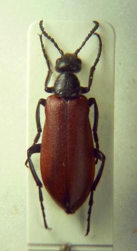 Lydus sanguinipennis