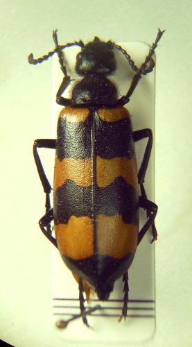 Mylabris oleae