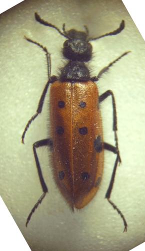 Réf. 297 073 : Mylabris hirtipennis