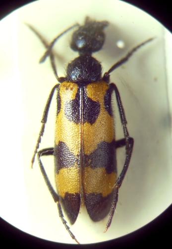 Mylabris tricincta