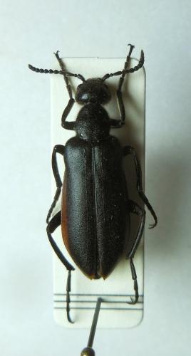 Lydus marginatus