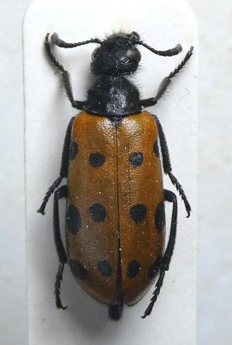 Hycleus brevicollis