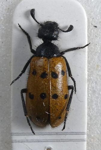 Actenodia distincta