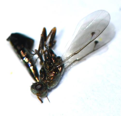 Aggelma sp.