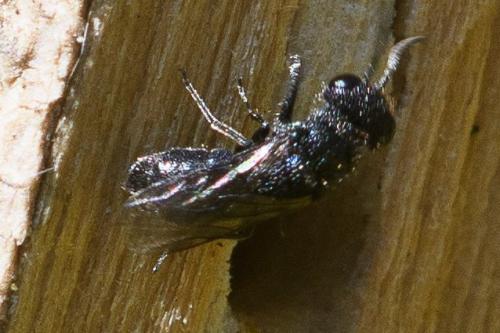 Trichrysis cyanea