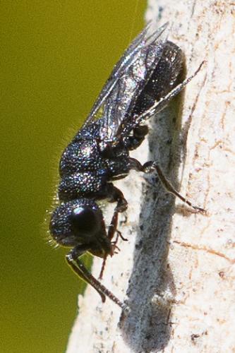 Trichrysis cyanea