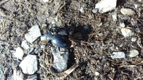 Réf. 297 524 : Carabus glabratus