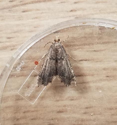 Réf. 297 829 : Diplopseustis perieresalis