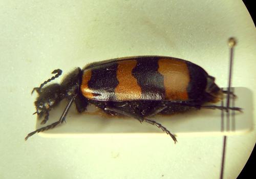 Mylabris oleae