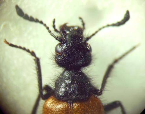 Mylabris hirtipennis