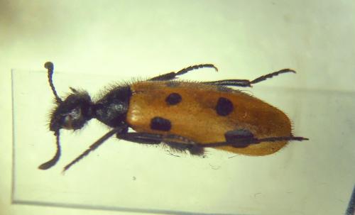 Mylabris madani