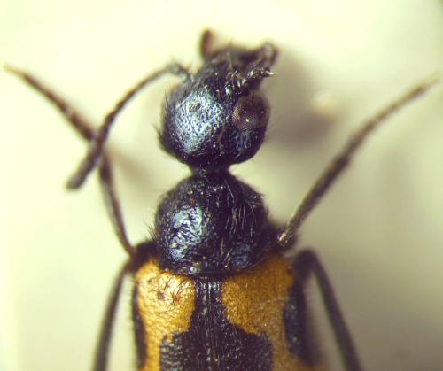 Mylabris tricincta