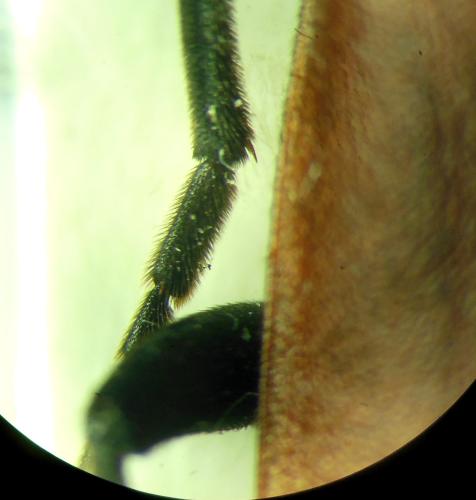 Lydus sanguinipennis