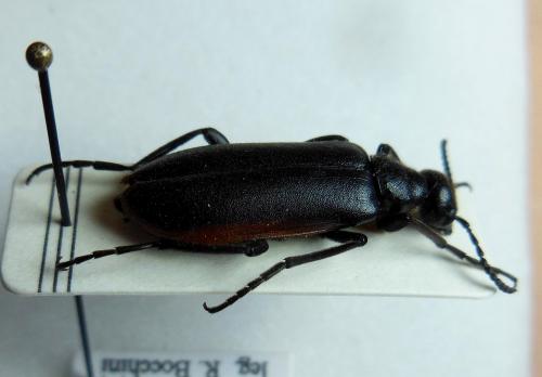 Lydus marginatus