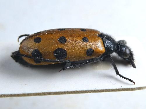 Hycleus brevicollis