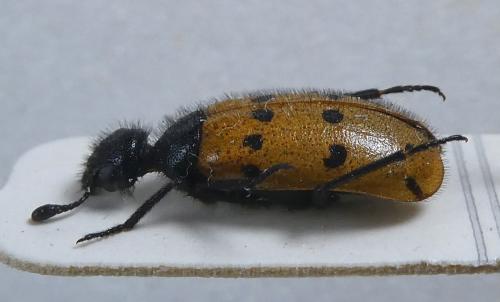 Réf. 297 831 : Actenodia distincta