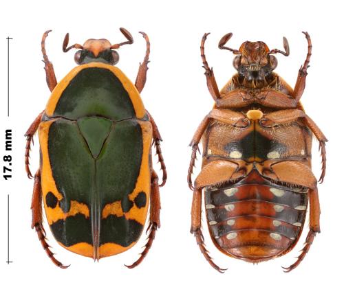 Réf. 297 241 : Pachnoda pendemi