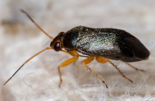 Psallus dichrous