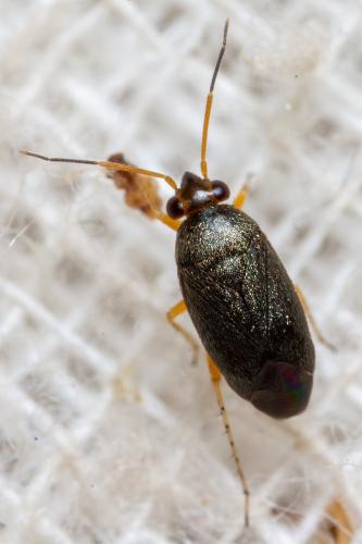 Psallus dichrous