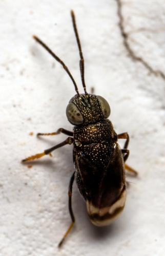 Dinocarsis hofferi