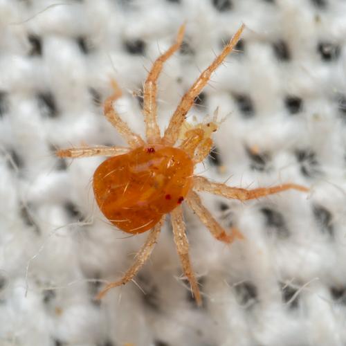 Anystis sp.