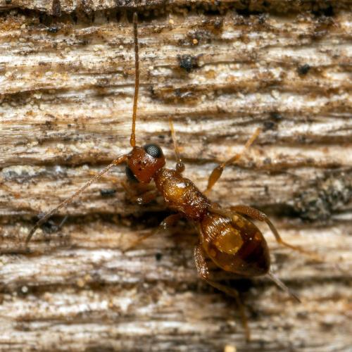 Réf. 297 526 : Chremylus sp.