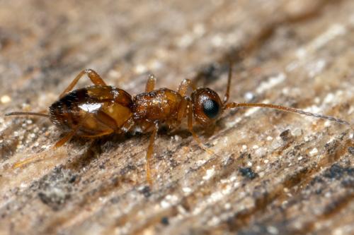 Chremylus sp.
