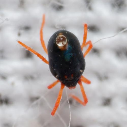 Réf. 297 712 : Penthaleus sp.