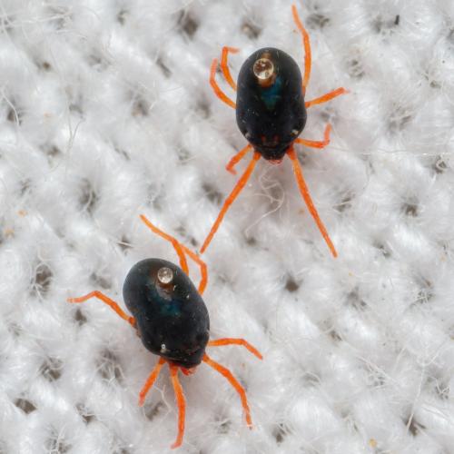 Penthaleus sp.