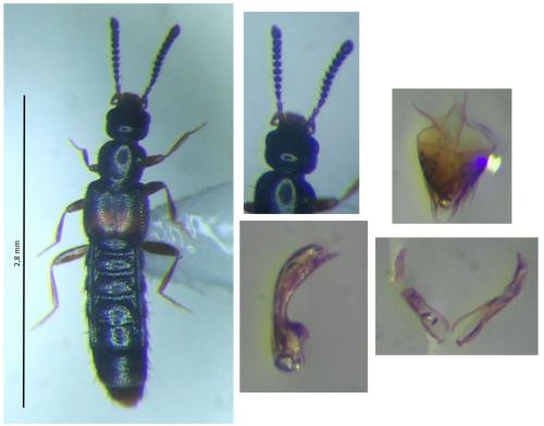 Réf. 297 357 : Phloeopora teres