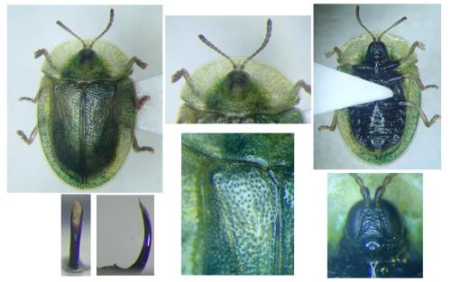 Réf. 297 395 : Cassida deflorata