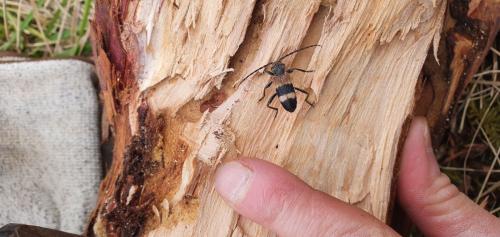 Semanotus laurasii