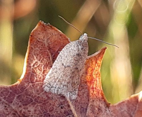 Acleris quercinana