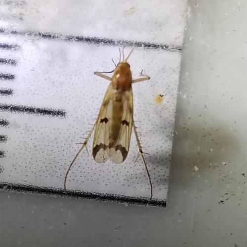Réf. 297 495 : Mycetophila sp.