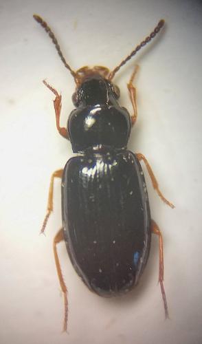 Réf. 297 525 : Tachyura walkeriana