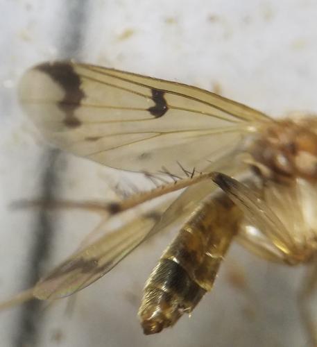 Mycetophila sp.